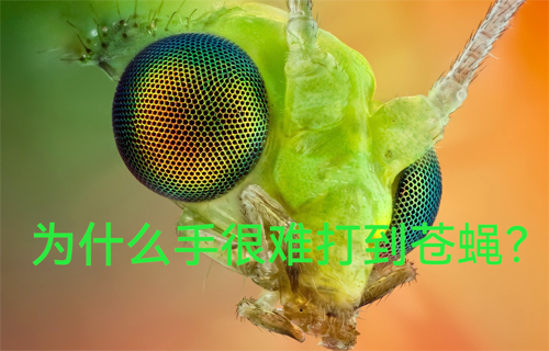 為什么手很難打到蒼蠅？