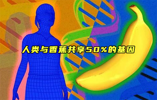 【科普視頻】人類與香蕉共享50%的基因？